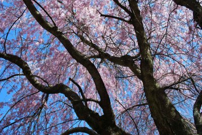 Prunus subhirtella 'Pendula' - višeň chloupkatá 'Pendula' (4)